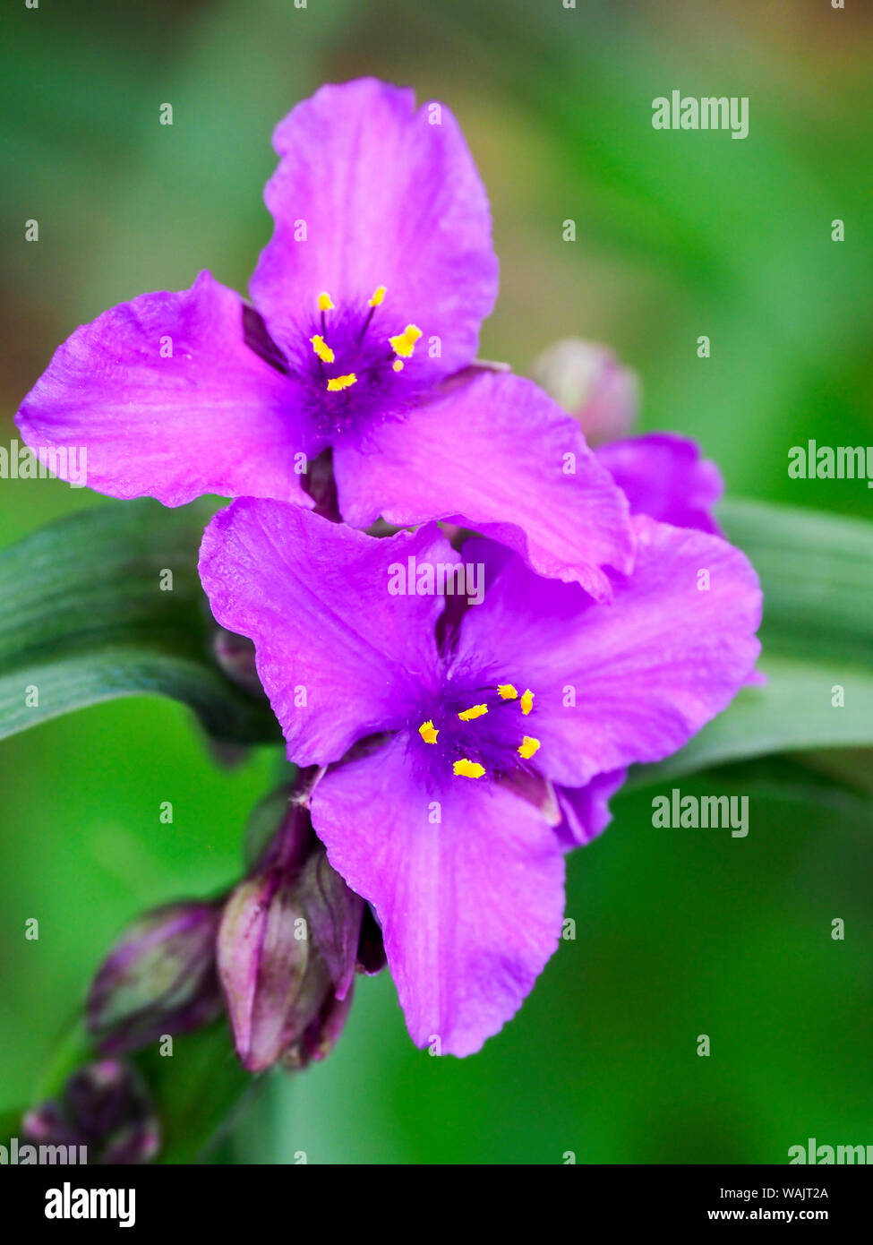 Purple Virginia spiderwort, Tradescantia virginiana growing in a wildflower garden. Stock Photo