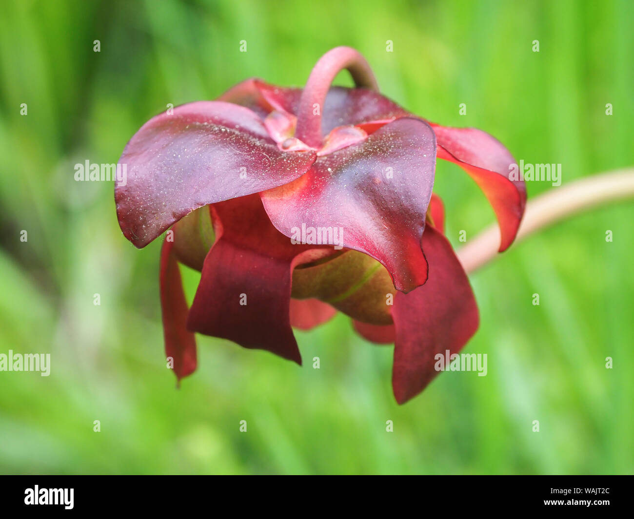 Red flower of the Pitcher plant (sarracenia rubra), a carnivorous plant. Stock Photo