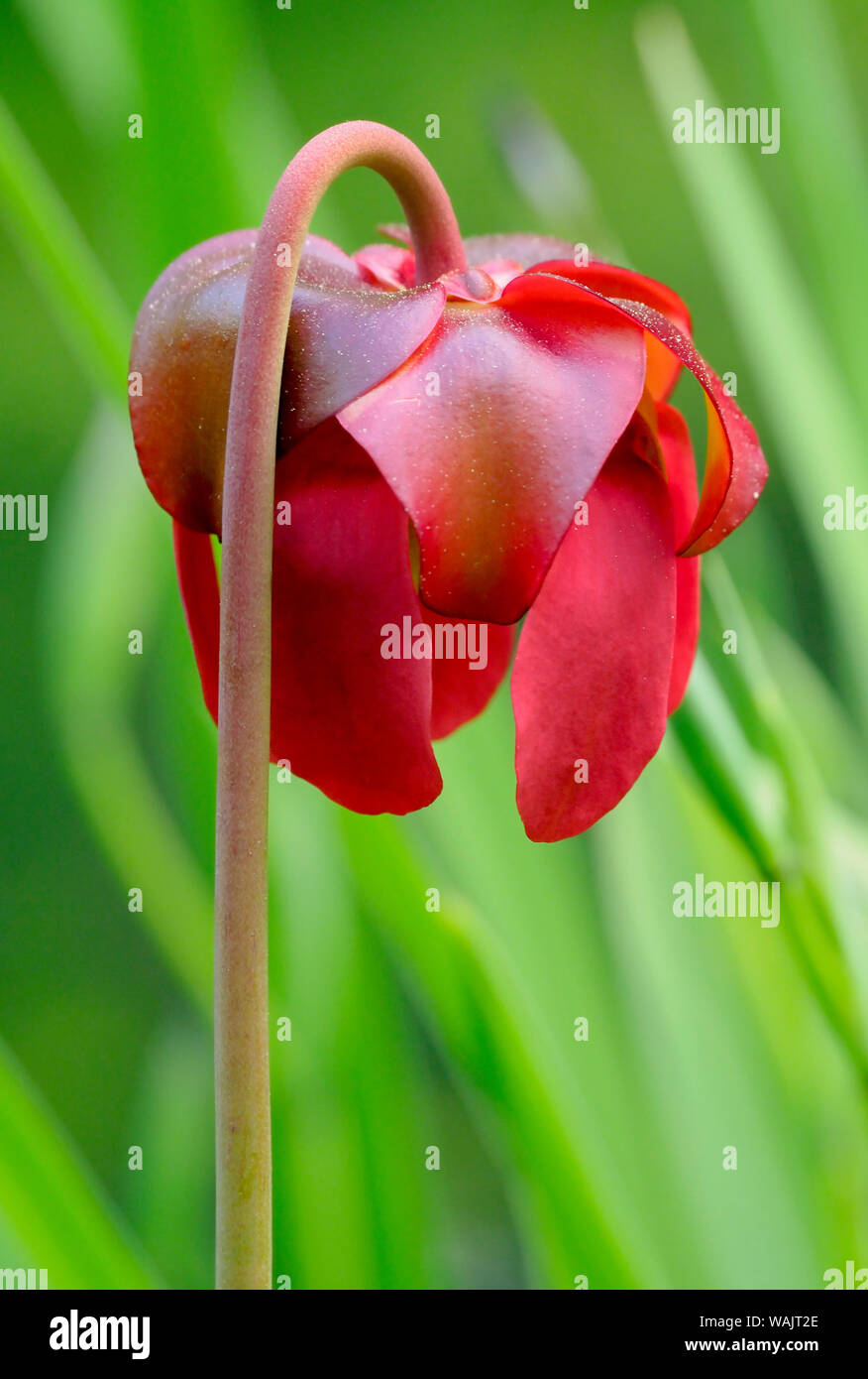 Red flower of the Pitcher plant (sarracenia rubra), a carnivorous plant. Stock Photo