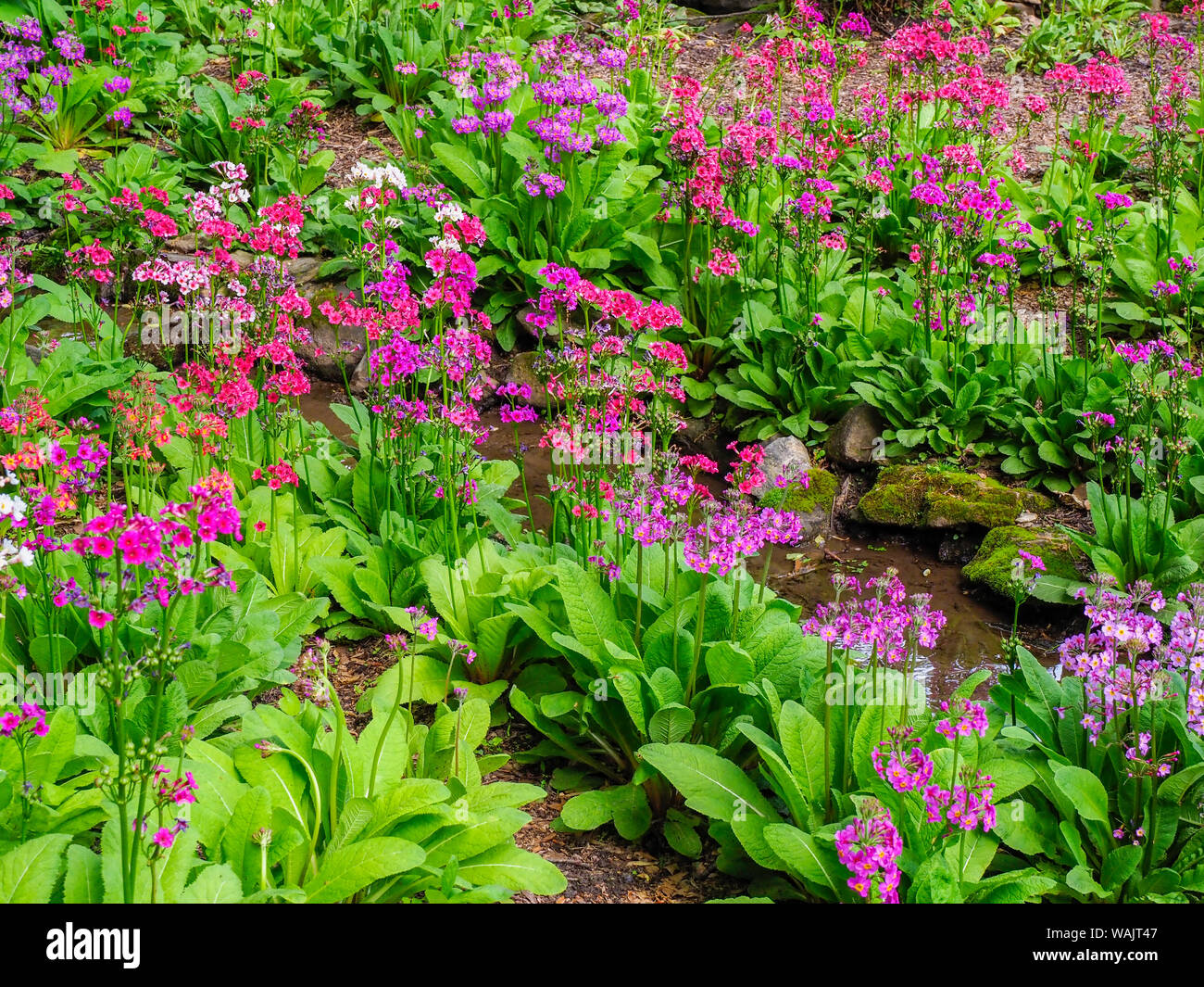 Very boggy quarry garden with giant Candelabra primroses, Primula x bulleesiana hybrid. Stock Photo