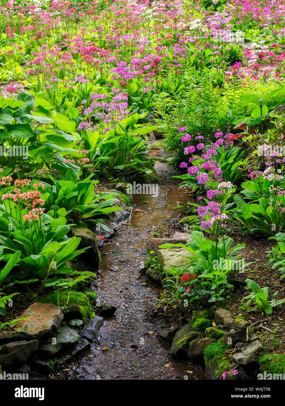 Very boggy quarry garden with giant Candelabra primroses, Primula x bulleesiana hybrid. Stock Photo