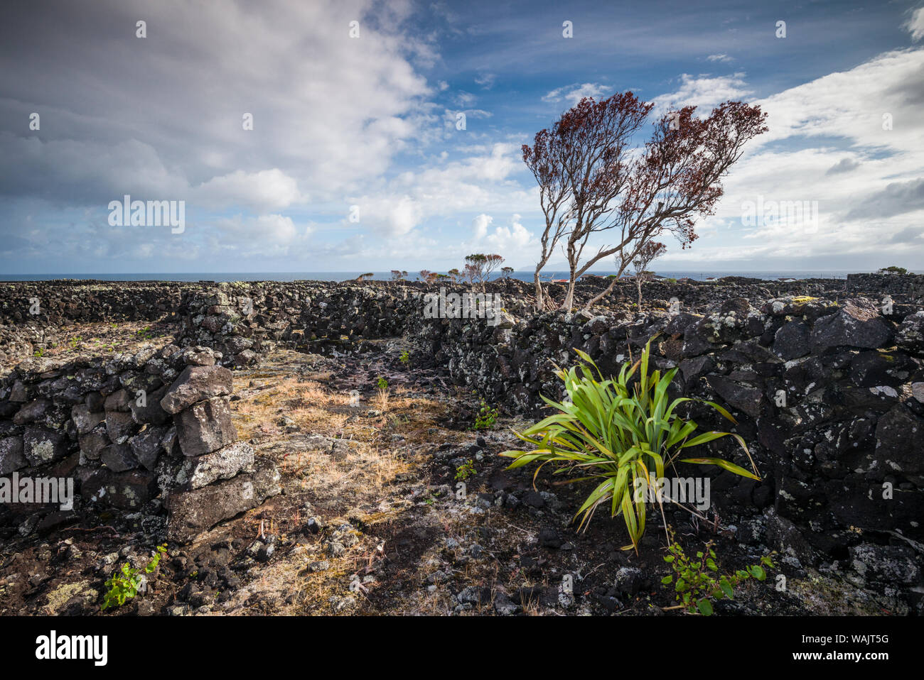 Portugal, Azores, Pico Island, Arcos, vineyards made of volcanic stone  Stock Photo - Alamy