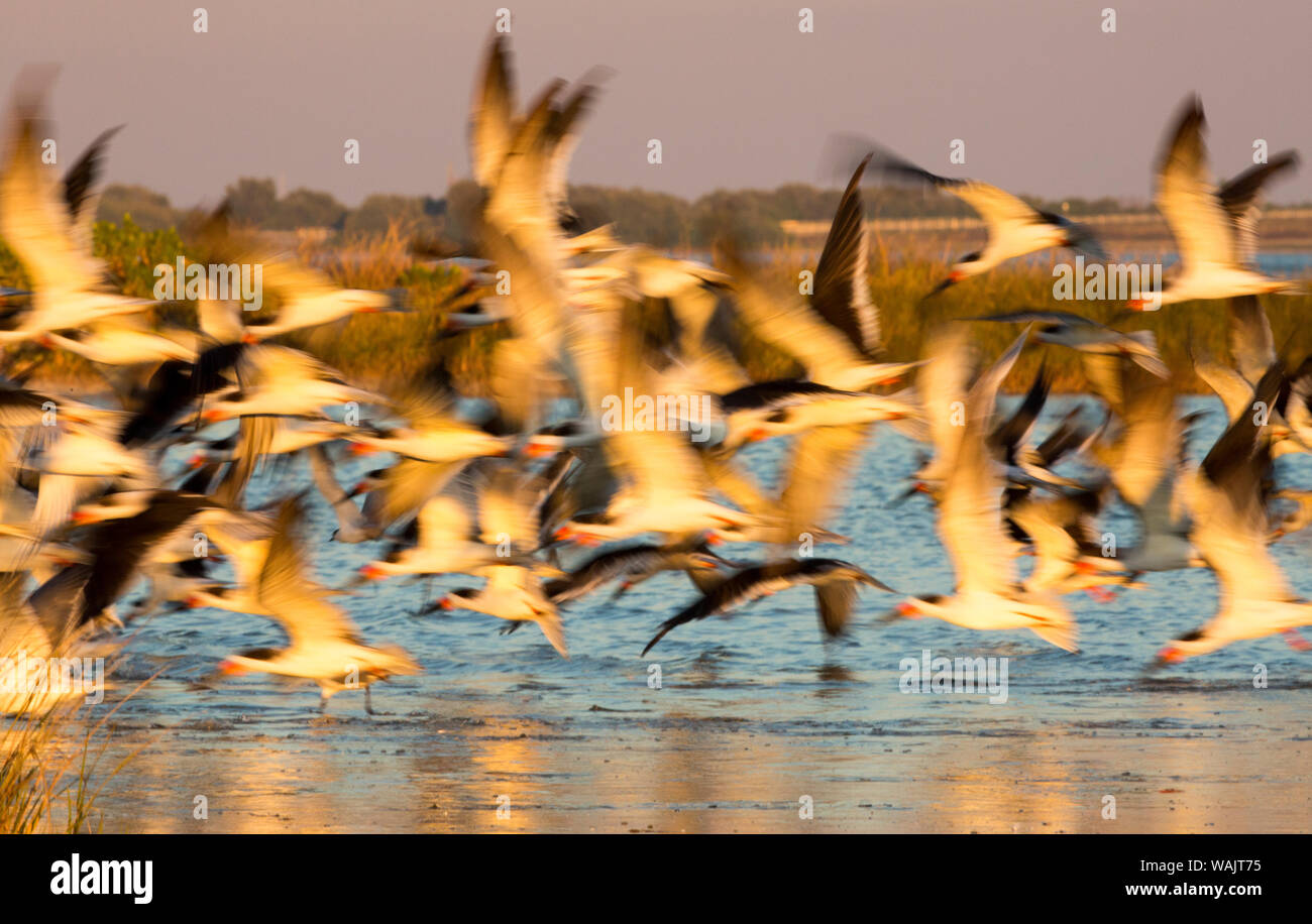 USA, Fort De Soto Park, Pinellas County, St. Petersburg, Florida. A black skimmers blast off the beach. Stock Photo