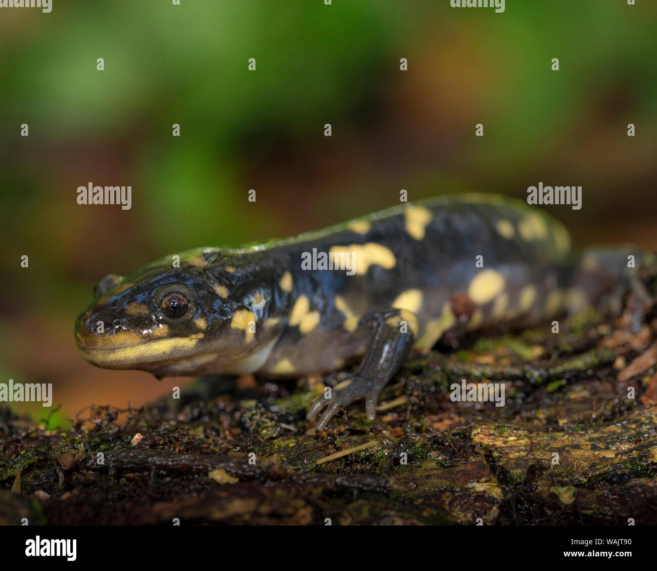 Tiger salamander, Ambystoma tigrinum tigrinum, central Florida Stock
