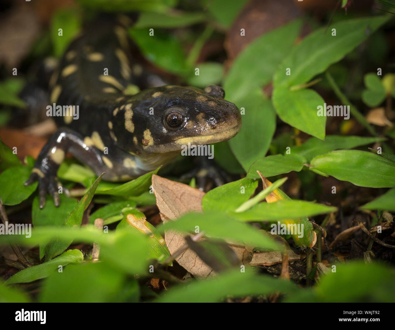 Tiger salamander, Ambystoma tigrinum tigrinum, central Florida Stock
