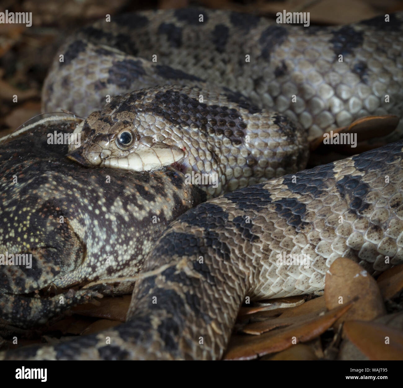 Hog-nosed snake popping a southern toad with a built in tooth (fang