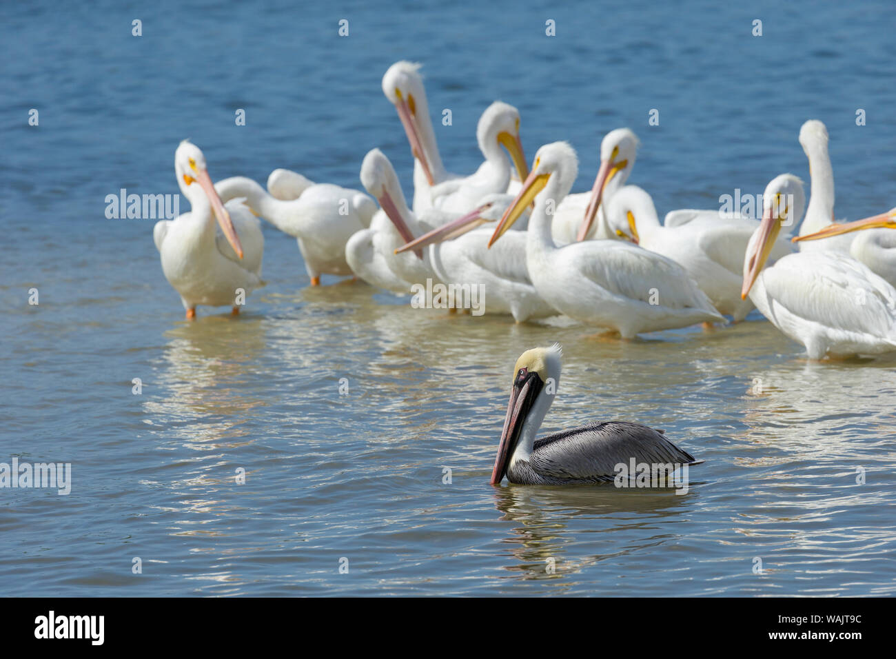 DIGITAL Birds On A Sunken Boat Photograph Flock Of Birds Photograph 