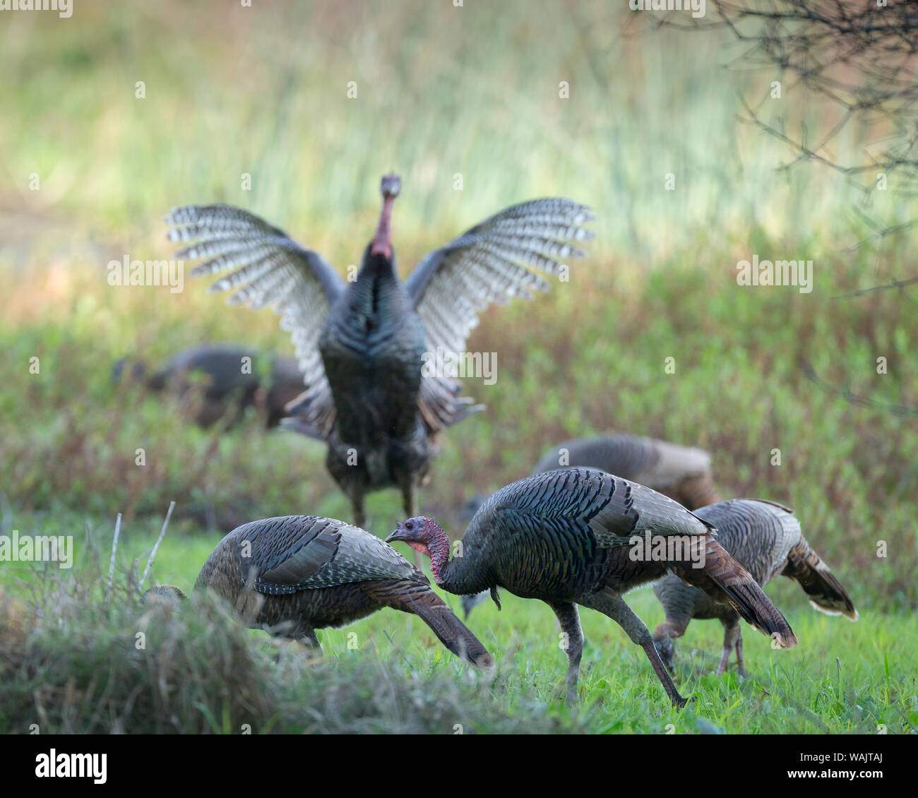 Hens and gobblers, Osceola wild turkey, Myakka River State Park
