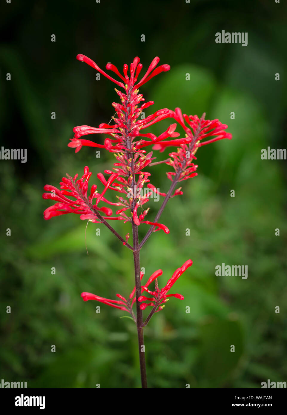 Firespike in bloom, Odontonema strictum, native to south Florida. Stock Photo