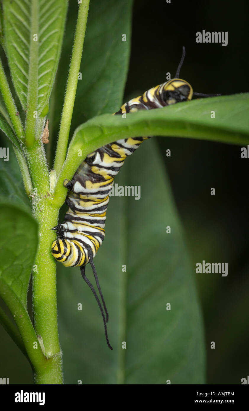 Monarch larvae or caterpillar, Danaus plexippus, Florida Stock Photo
