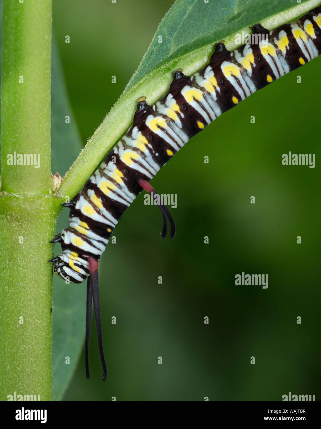 Queen larvae or caterpillar, Danaus gilippus, Florida Stock Photo