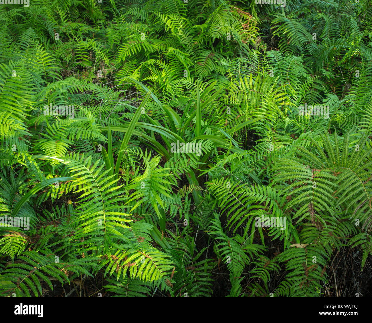 Ferns of Corkscrew Swamp Sanctuary, Florida Stock Photo Alamy