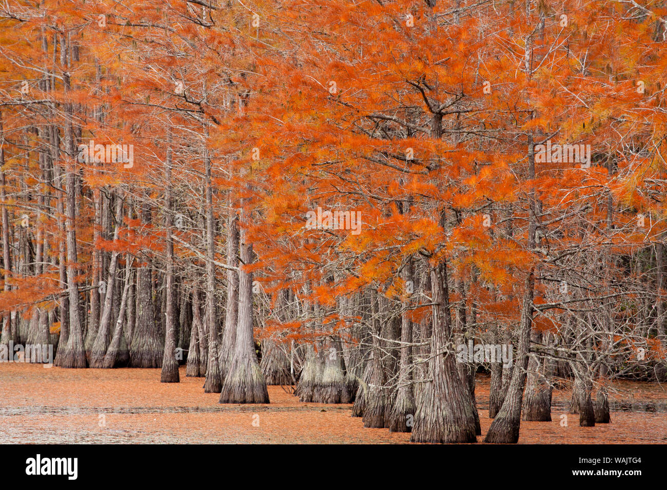 USA, Smith State Park, Fall cypress trees Stock Photo