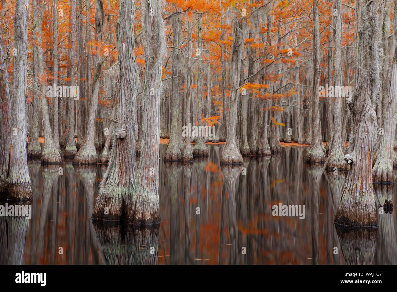 USA, Smith State Park, Fall cypress trees Stock Photo
