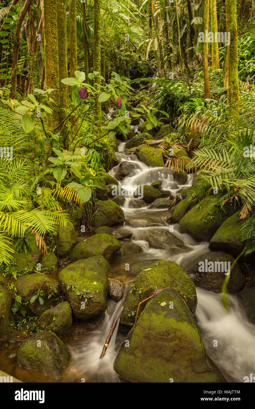 USA, Hawaii, Hawaii Tropical Botanical Garden. Tropical stream cascade over rocks. Credit as: Cathy & Gordon Illg / Jaynes Gallery / DanitaDelimont.com Stock Photo