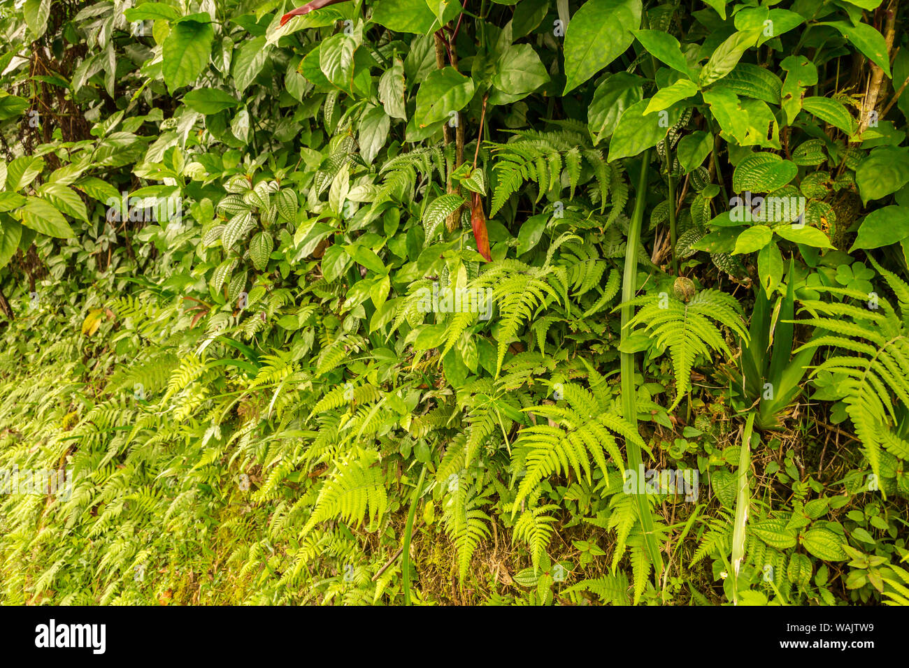 USA, Hawaii, Akaka Falls State Park. Tropical wall of vegetation. Credit as: Cathy & Gordon Illg / Jaynes Gallery / DanitaDelimont.com Stock Photo