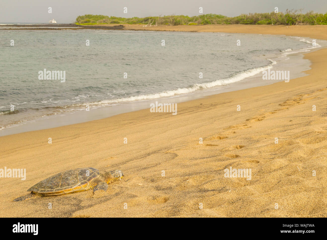 USA, Hawaii, Honokohau Bay. Green sea turtle on shore. Credit as: Cathy & Gordon Illg / Jaynes Gallery / DanitaDelimont.com Stock Photo