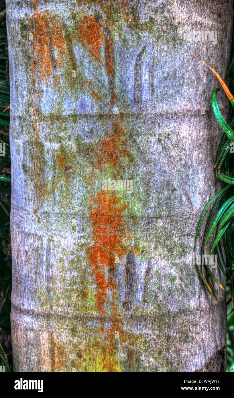 Trunk of palm tree with lichen, McBryde Garden, Kauai Hawaii Stock Photo