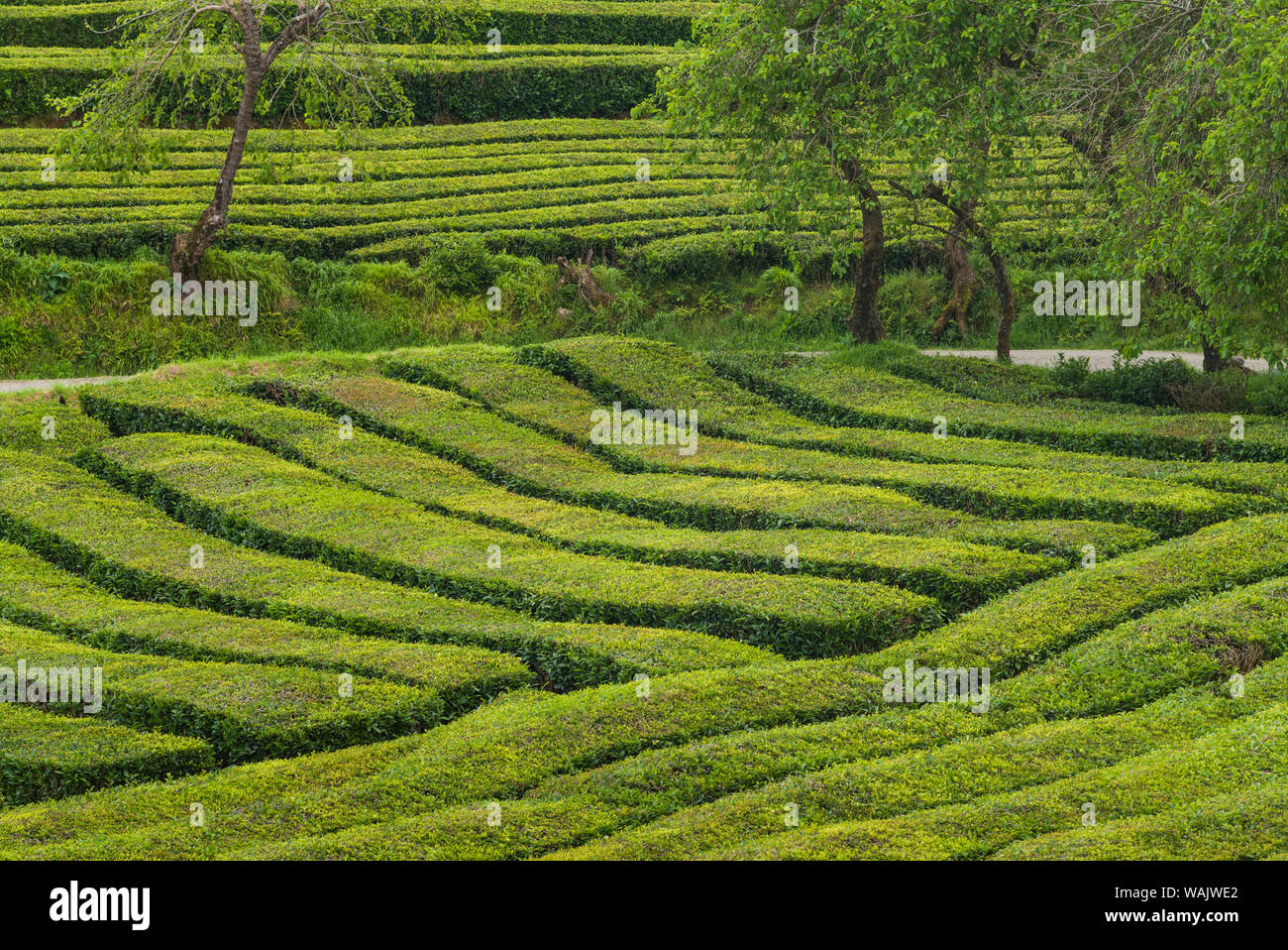 Portugal, Azores, Sao Miguel Island. Gorreana Tea Plantation, one of the last tea growers in Europe Stock Photo