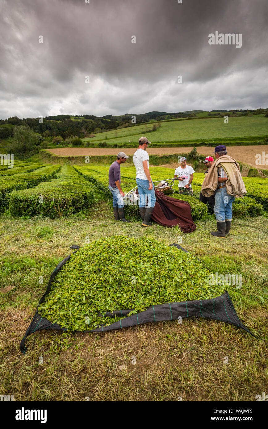 Portugal, Azores, Sao Miguel Island. Gorreana Tea Plantation, one of the last tea growers in Europe, workers harvesting tea Stock Photo