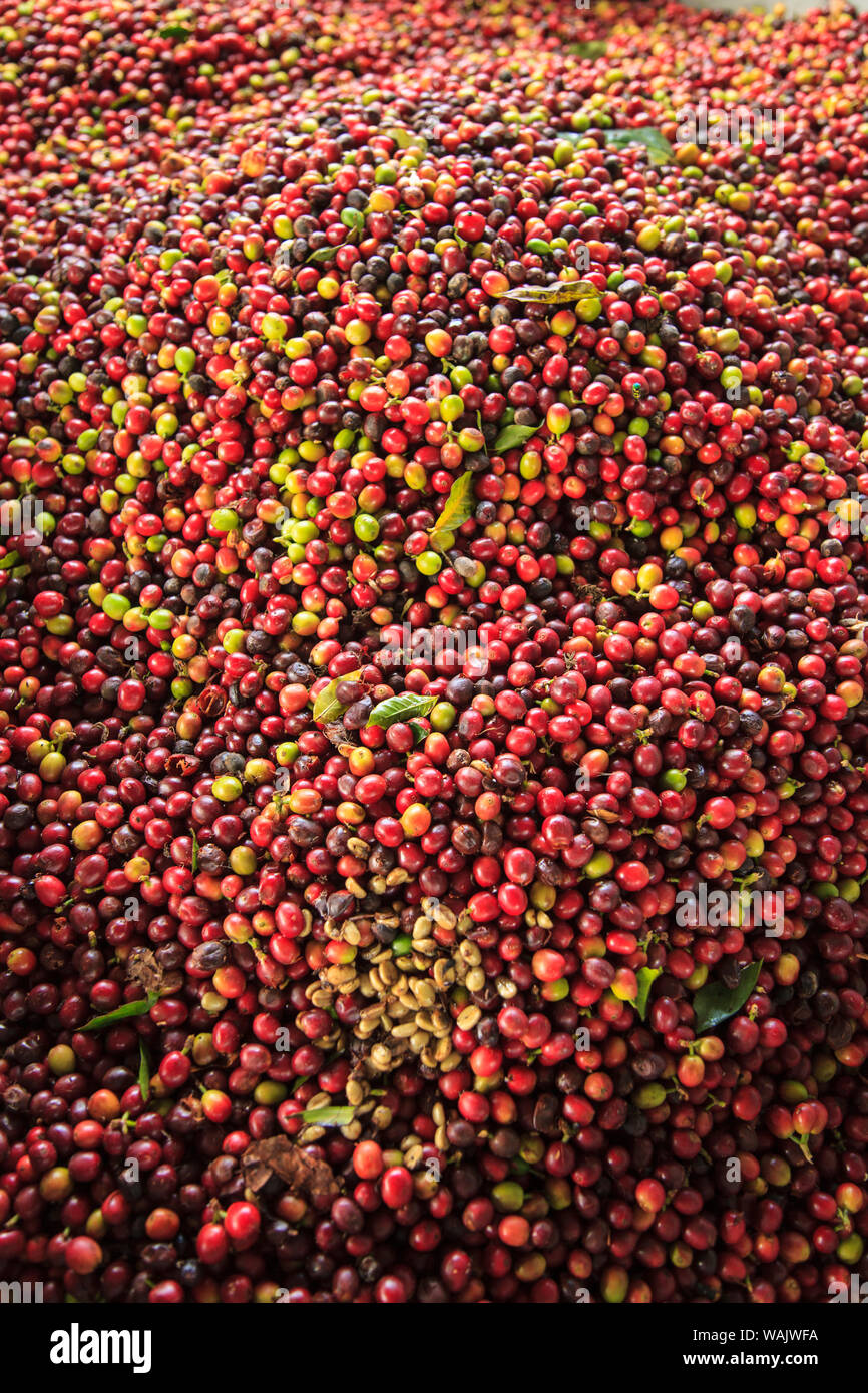 Kona coffee beans, coffee plantation, Big Island, Hawaii, USA Stock Photo Alamy