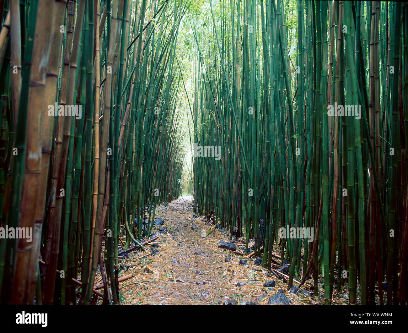 Bamboo Forest, Haleakala National Park, Maui Stock Photo Alamy