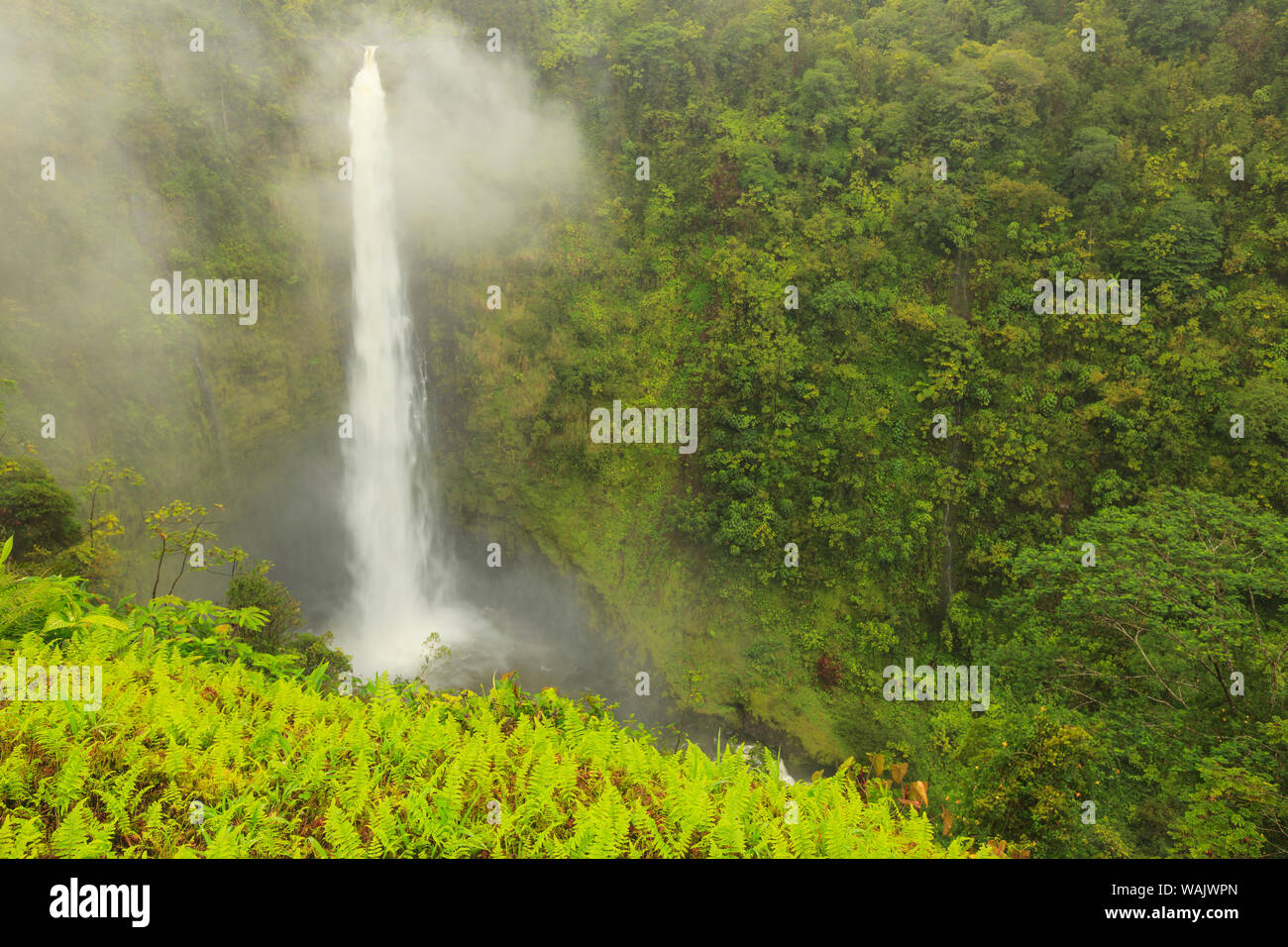 Akaka Falls, 442 feet high, Akaka Falls State Park, Hamakua Coast, Big Island, Hawaii Stock Photo