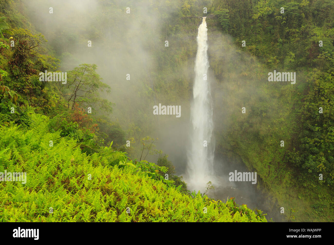 Akaka Falls, 442 feet high, Akaka Falls State Park, Hamakua Coast, Big Island, Hawaii Stock Photo