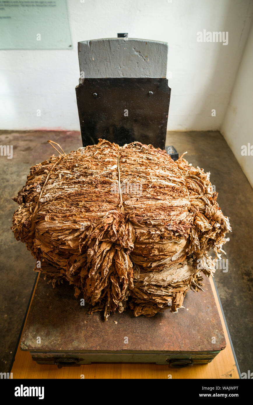 how much is a bale of tobacco Portugal, Azores, Sao Miguel Island, Maia. Bale of Azorean tobacco Stock  Photo