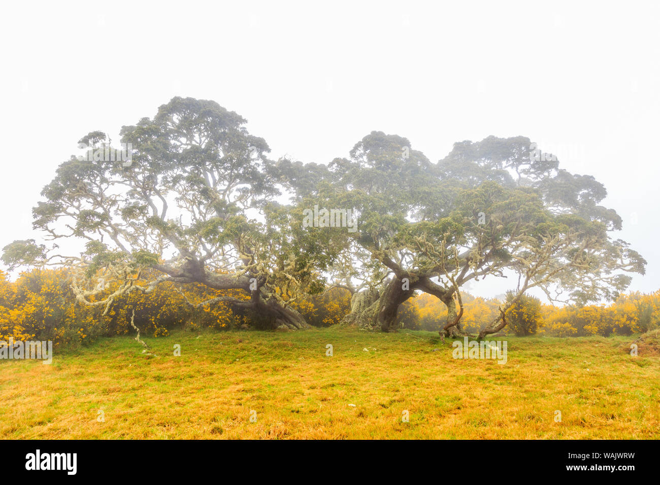 Hakalau Forest National Wildlife Refuge, Big Island, Hawaii Stock Photo ...