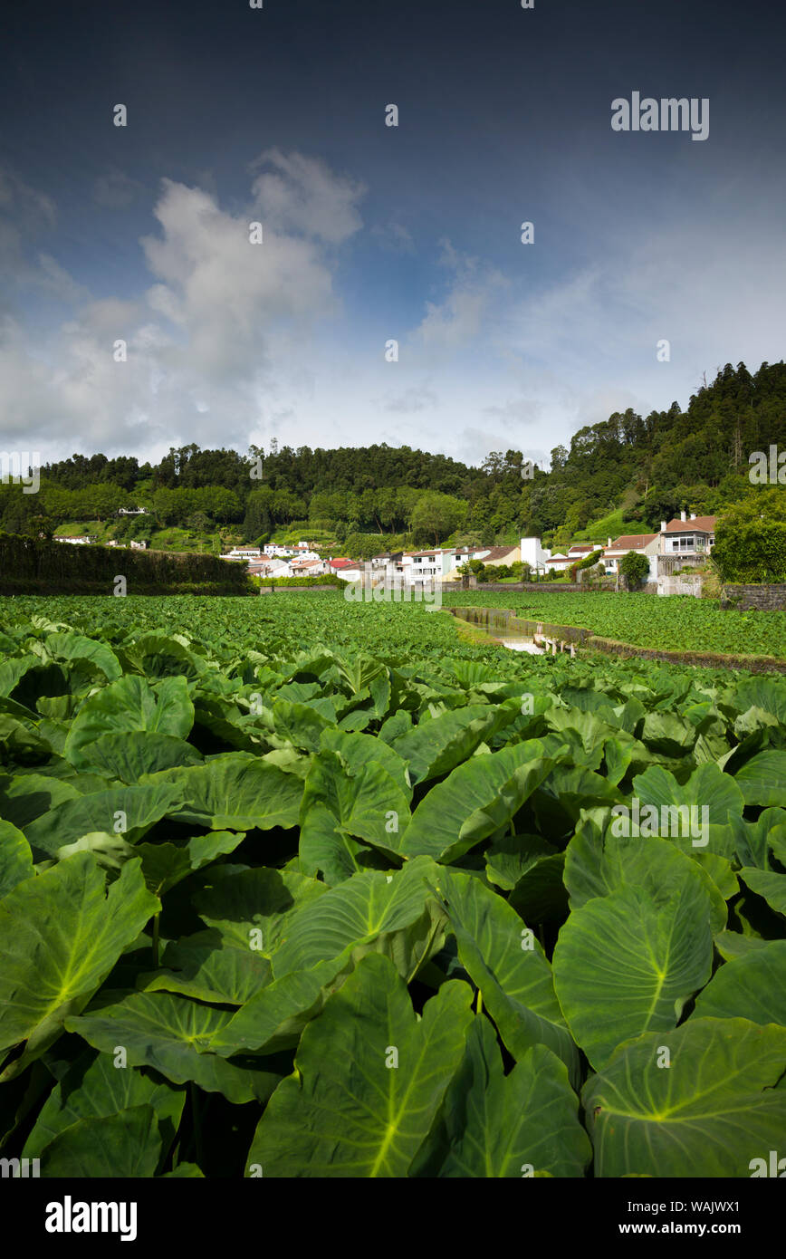 Portugal, Azores, Sao Miguel Island, Furnas. Taro farm Stock Photo