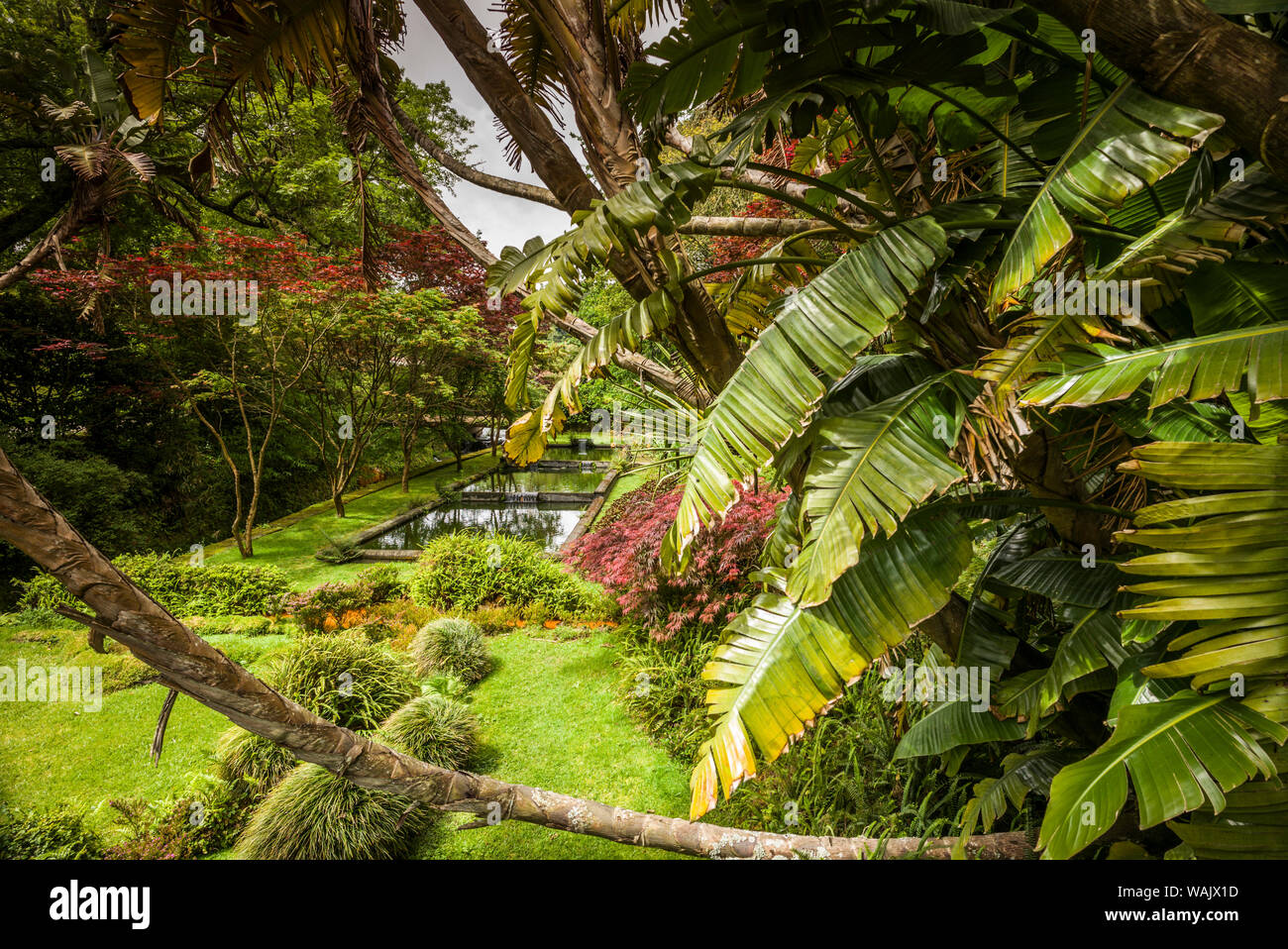 Terra nostra garden azores hi-res stock photography and images - Alamy