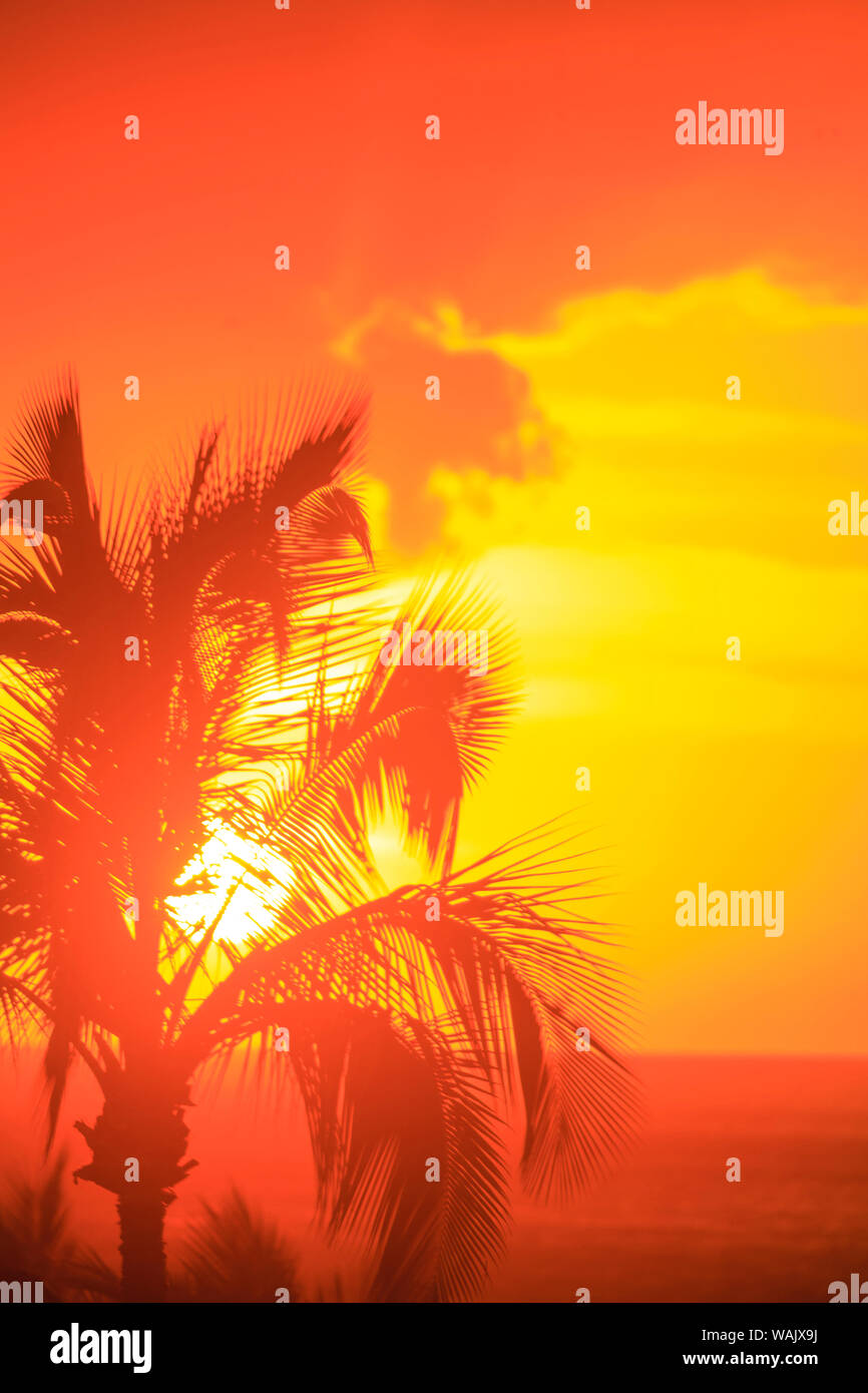 Sunset and palm trees, Wailea, Maui, Hawaii Stock Photo Alamy