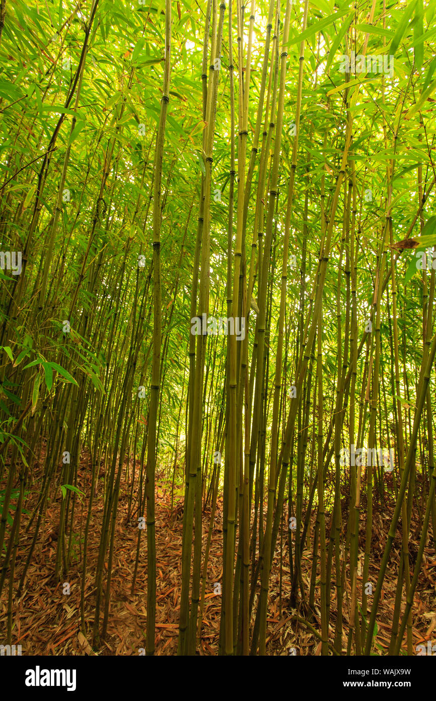 Bamboo Forest near Waikamoi Ridge Trail, North Maui, Hawaii, USA Stock