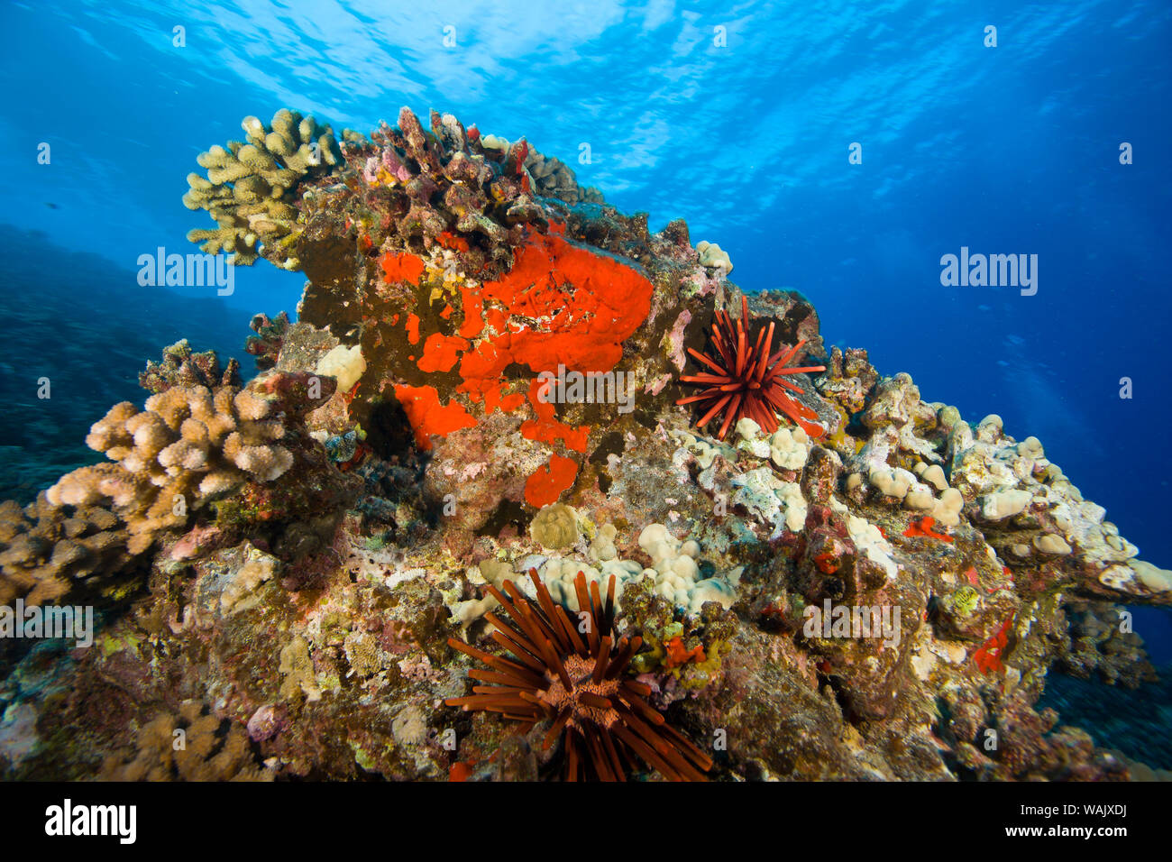 Scuba Diving at Molokini Crater, Maui, Hawaii, USA Stock Photo Alamy