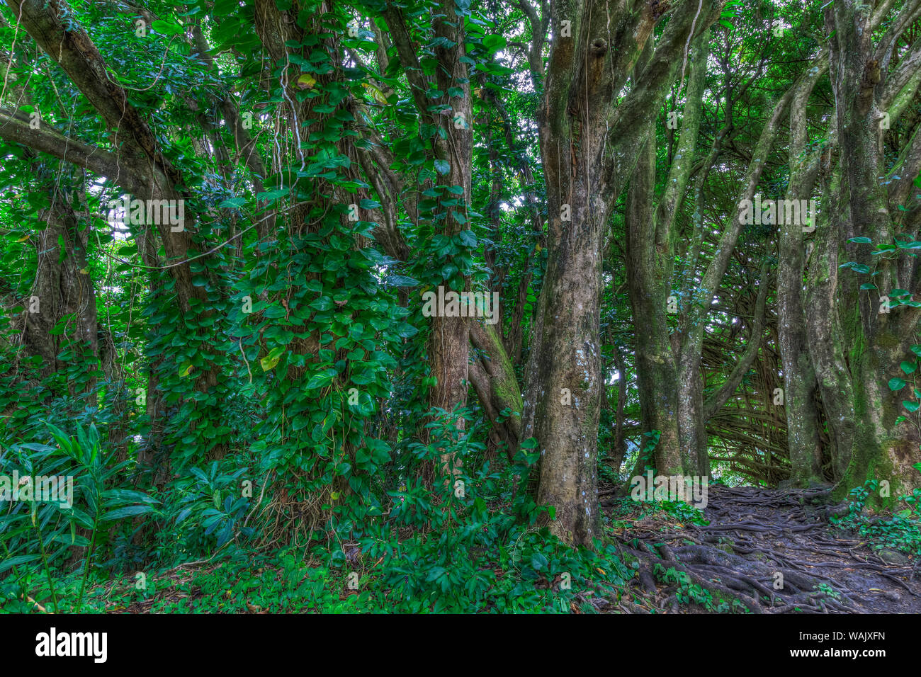 Banyan Trees near rainbow Falls (80 ft drop), Wailuku River State Park