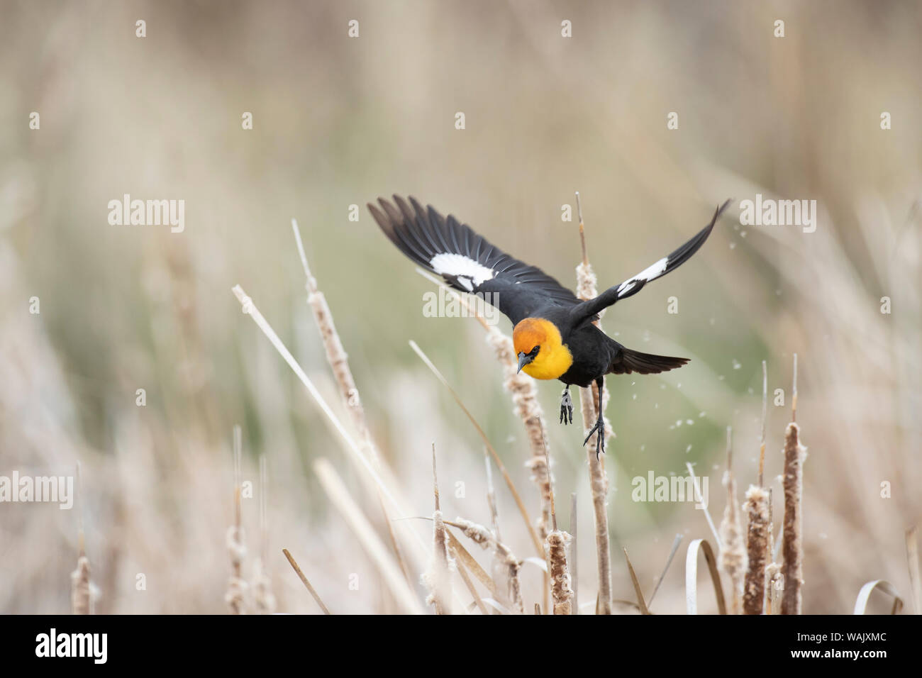 USA, Idaho, Market Lake Wildlife Management Area. Yellow-headed blackbird flying. Credit as: Don Grall / Jaynes Gallery / DanitaDelimont.com Stock Photo