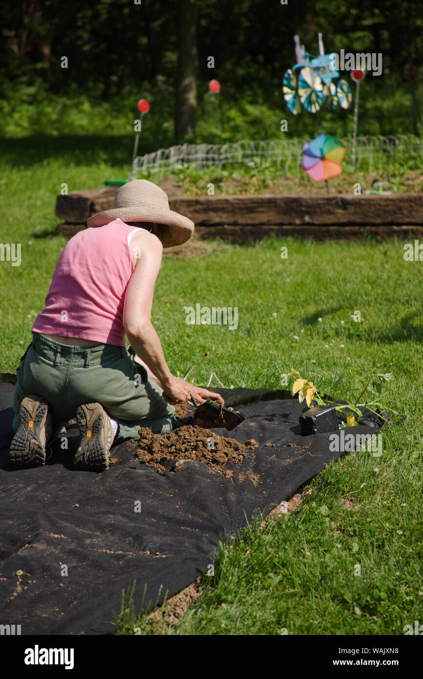 Galena, Illinois, USA. Woman planting pepper garden in ground covered with black cloth to help prevent weeds. (MR,PR) Stock Photo