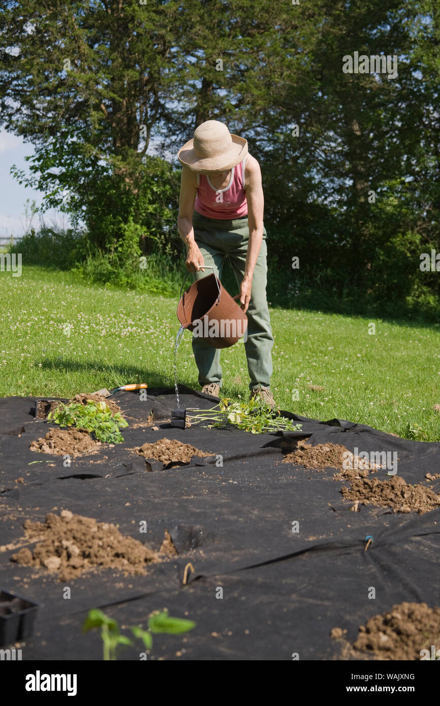 Galena, Illinois, USA. Woman watering her freshly planted pepper garden in ground covered with black cloth to help prevent weeds. (MR,PR) Stock Photo