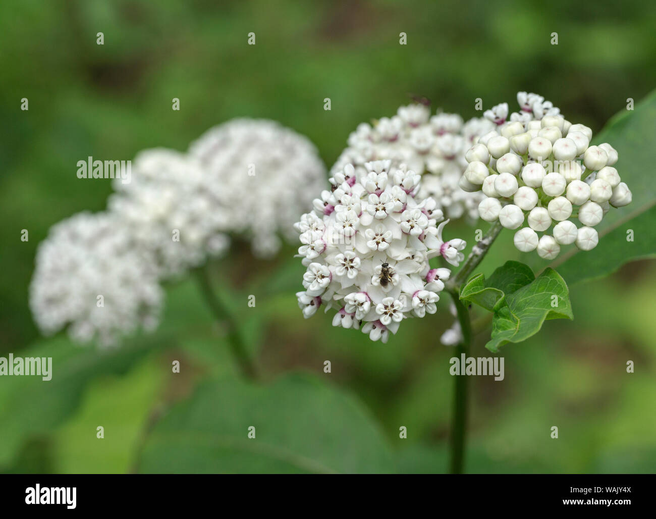 Redring milkweed, white-flowered milkweed, Asclepias variegata, Mammoth Cave National Park, Kentucky, USA. Stock Photo