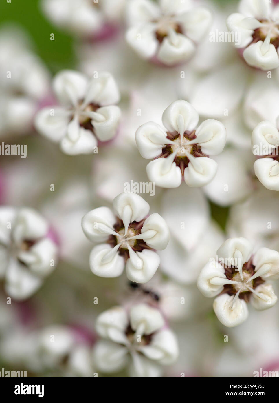 Close-up of flower heads before opening (redring milkweed, white-flowered milkweed, Asclepias variegata) Mammoth Cave National Park, Kentucky, USA. Stock Photo