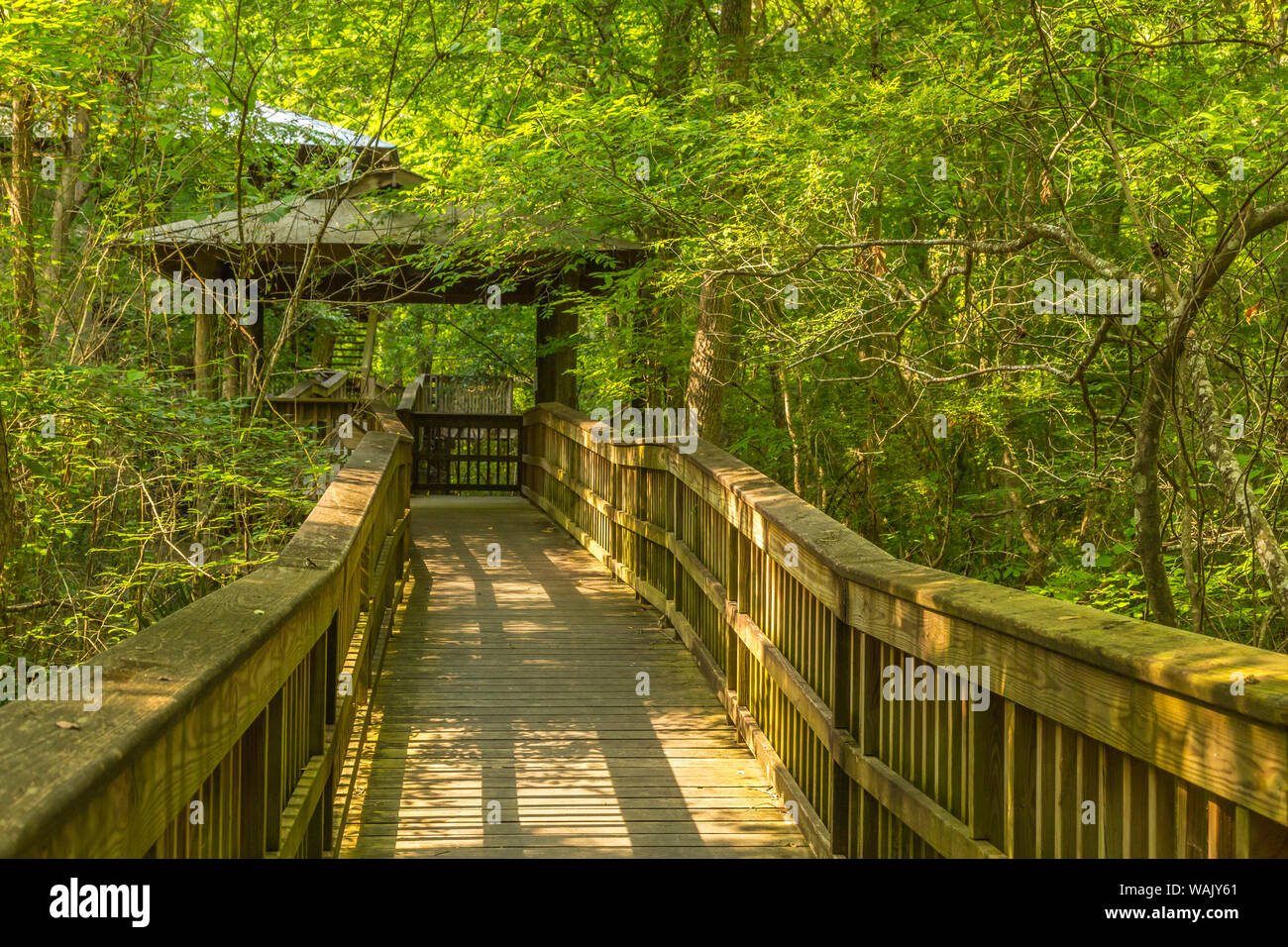 USA, Louisiana, Acadiana Park Nature Station. Handicap- accessible trail. Credit as: Cathy and Gordon Illg / Jaynes Gallery / DanitaDelimont.com Stock Photo