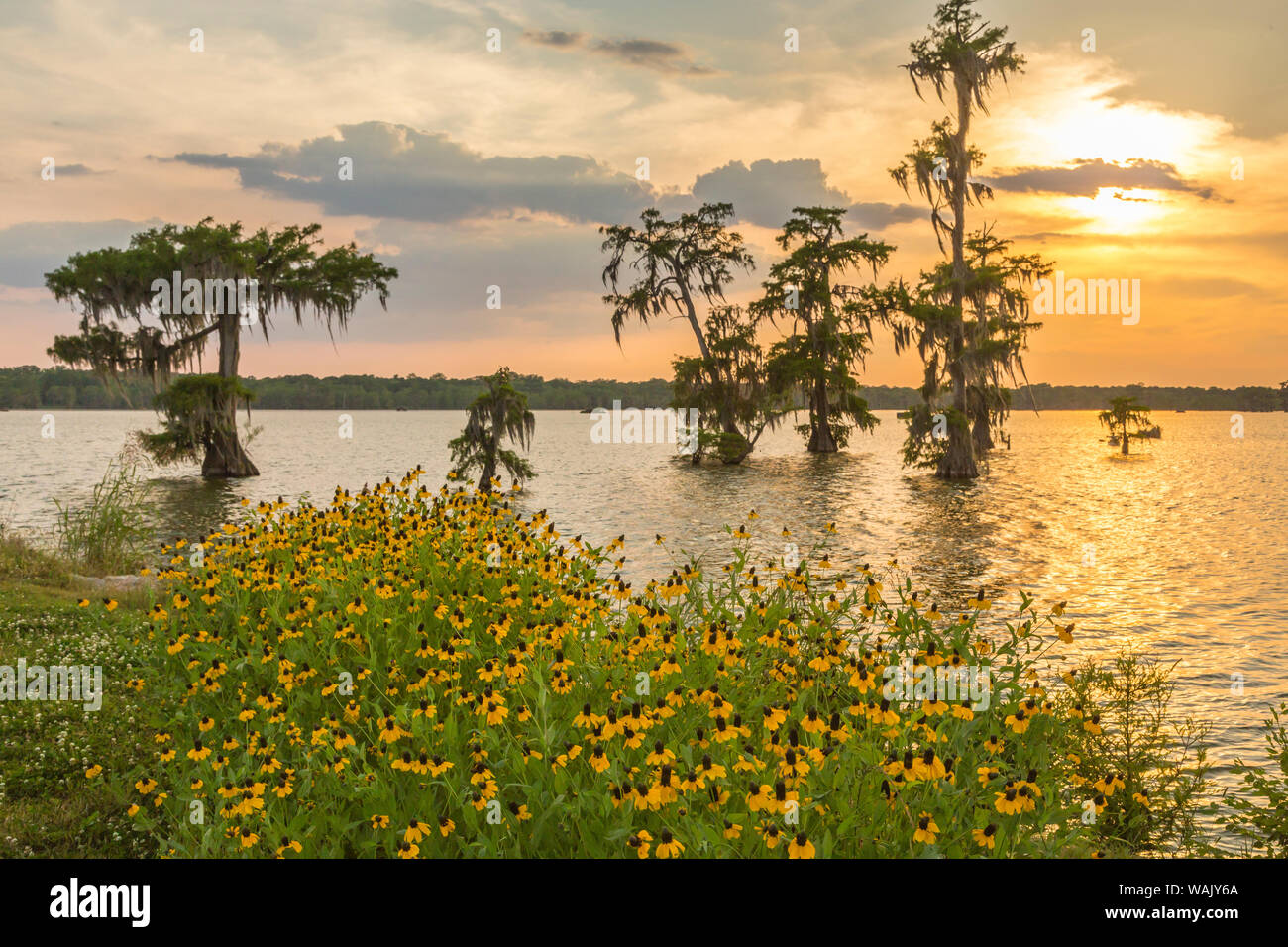 USA, Louisiana, Lake Martin. Cypress trees and coneflowers at sunset. Credit as: Cathy and Gordon Illg / Jaynes Gallery / DanitaDelimont.com Stock Photo