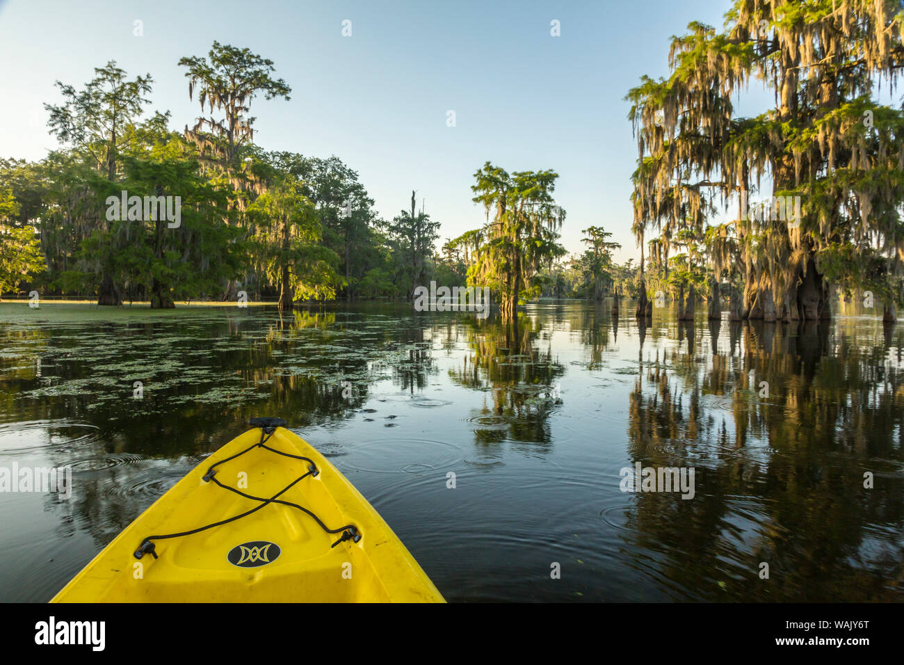 USA, Louisiana, Lake Martin. Kayaking in cypress swamp forest. Credit as: Cathy and Gordon Illg / Jaynes Gallery / DanitaDelimont.com Stock Photo