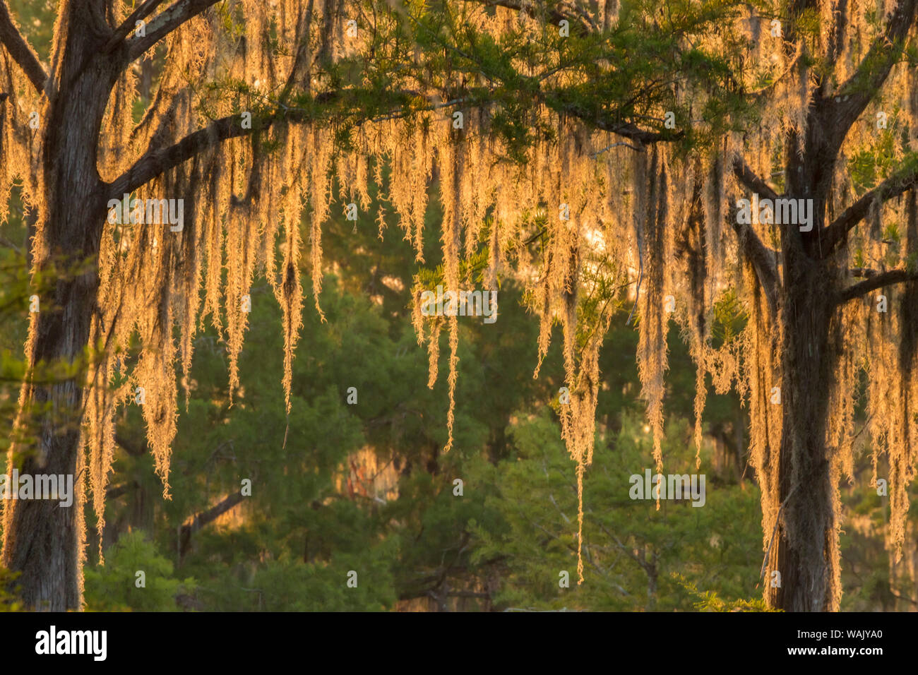 USA, Louisiana, Atchafalaya National Wildlife Refuge. Sunrise on swamp. Credit as: Cathy and Gordon Illg / Jaynes Gallery / DanitaDelimont.com Stock Photo
