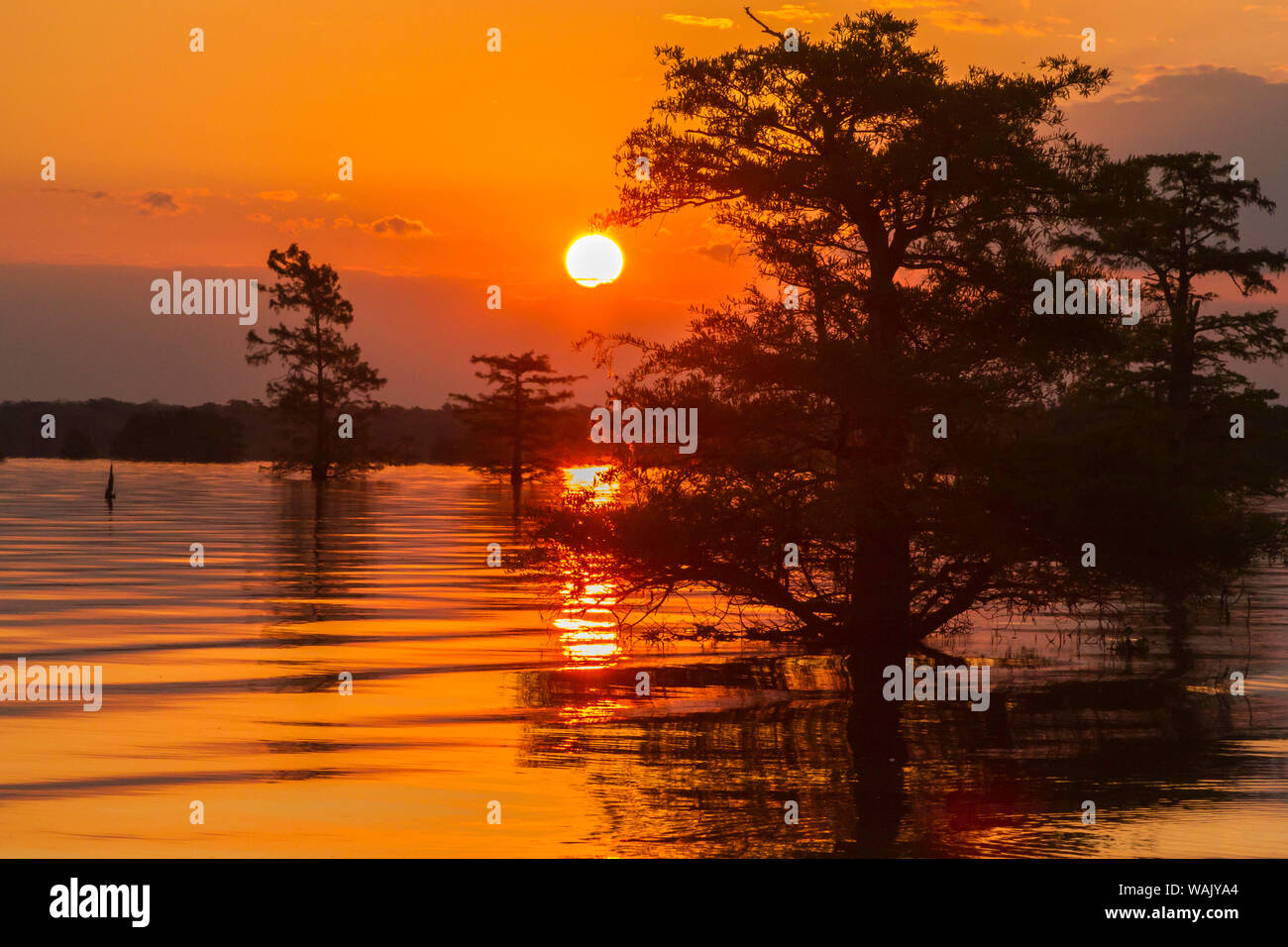 USA, Louisiana, Atchafalaya National Wildlife Refuge. Sunrise on swamp. Credit as: Cathy and Gordon Illg / Jaynes Gallery / DanitaDelimont.com Stock Photo