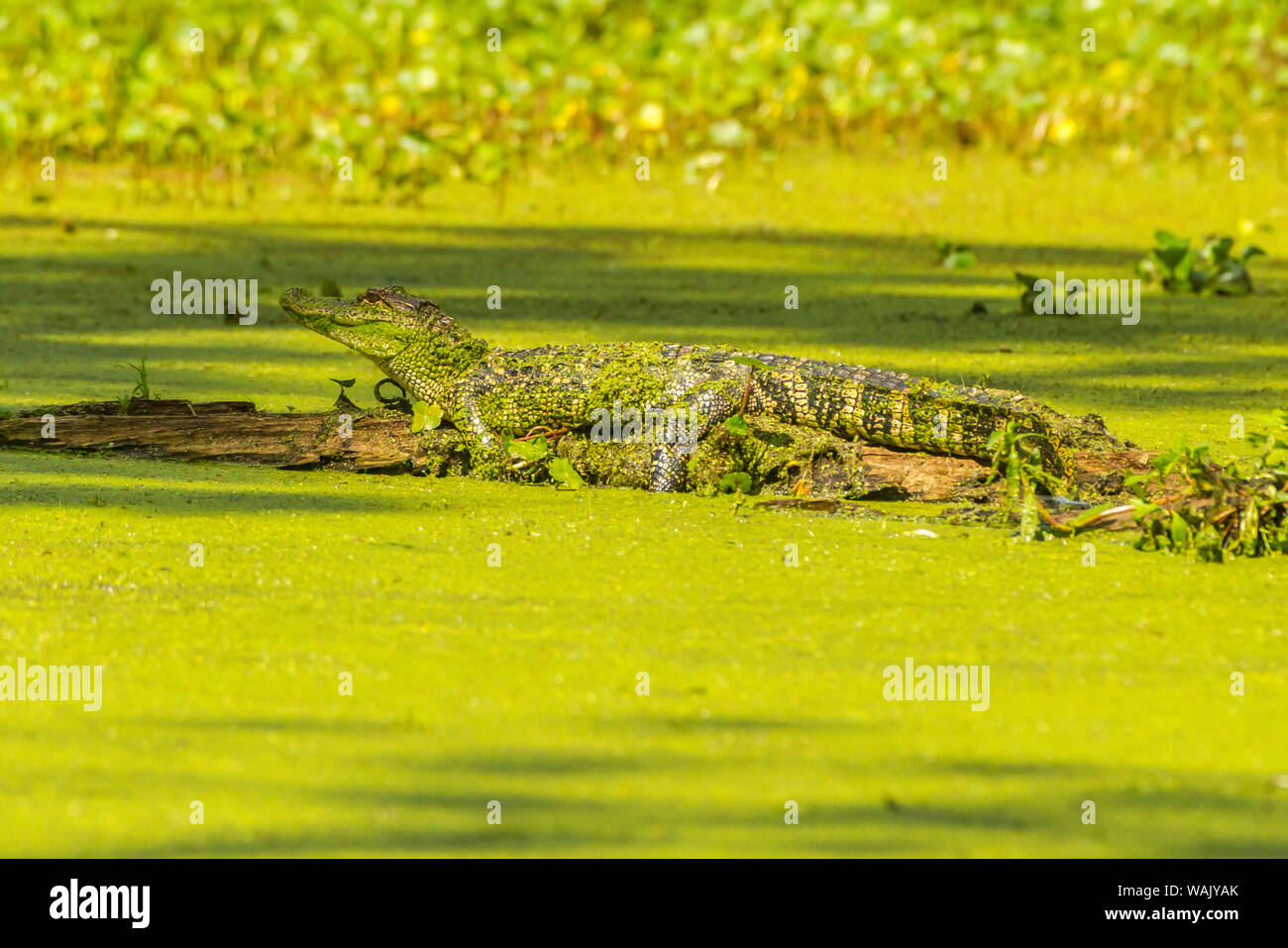 USA, Louisiana, Lake Martin. Alligator basking on log. Credit as: Cathy and Gordon Illg / Jaynes Gallery / DanitaDelimont.com Stock Photo