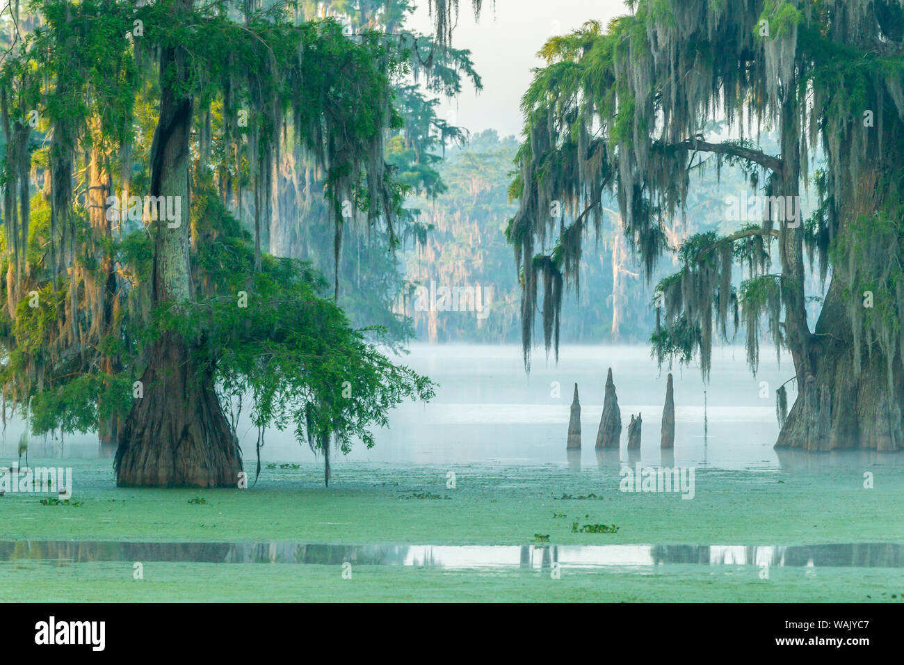 USA, Louisiana, Lake Martin. Foggy sunrise on swamp. Credit as: Cathy and Gordon Illg / Jaynes Gallery / DanitaDelimont.com Stock Photo
