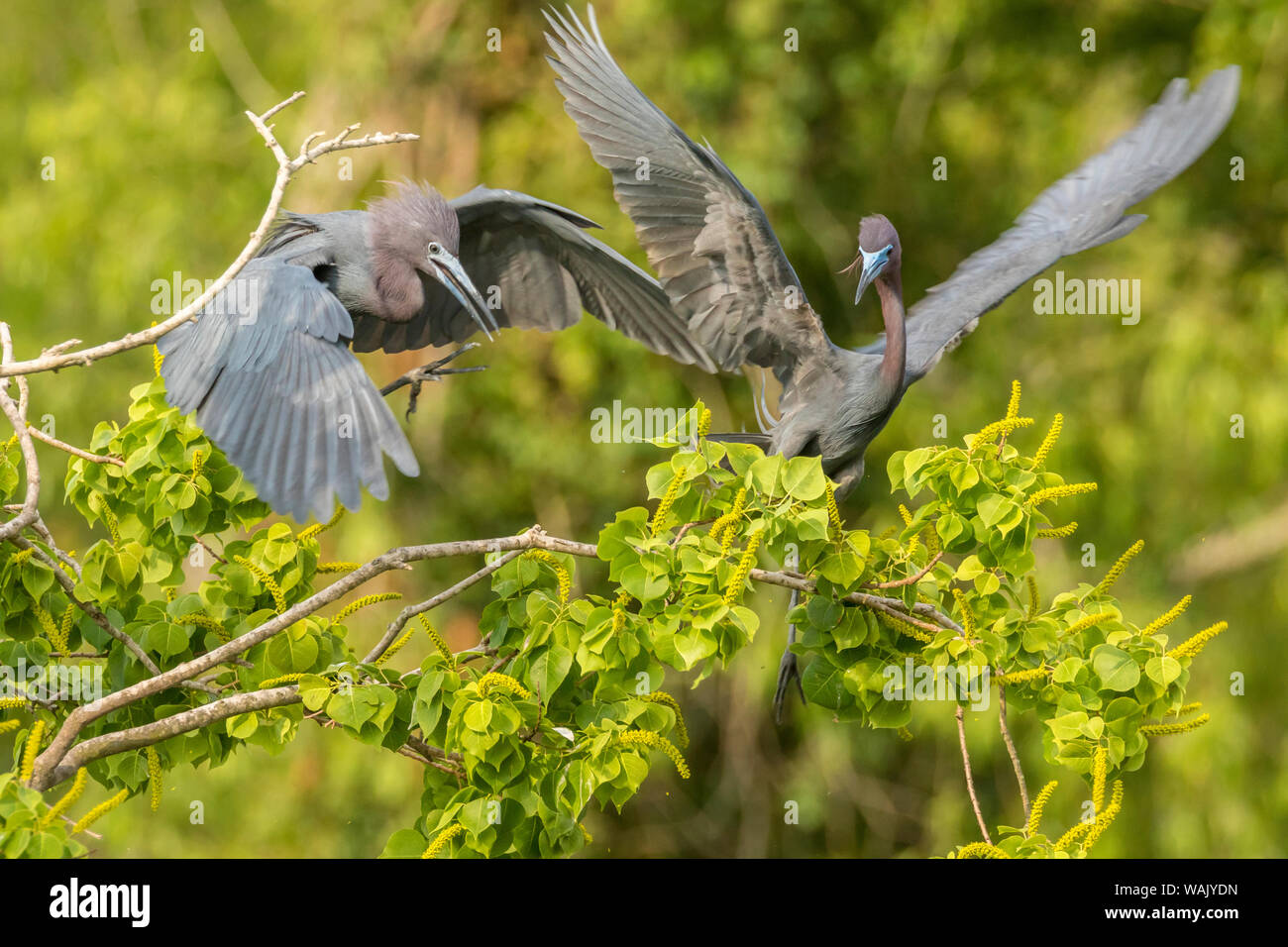 USA, Louisiana, Vermilion Parish. Little blue heron fighting. Credit as: Cathy and Gordon Illg / Jaynes Gallery / DanitaDelimont.com Stock Photo