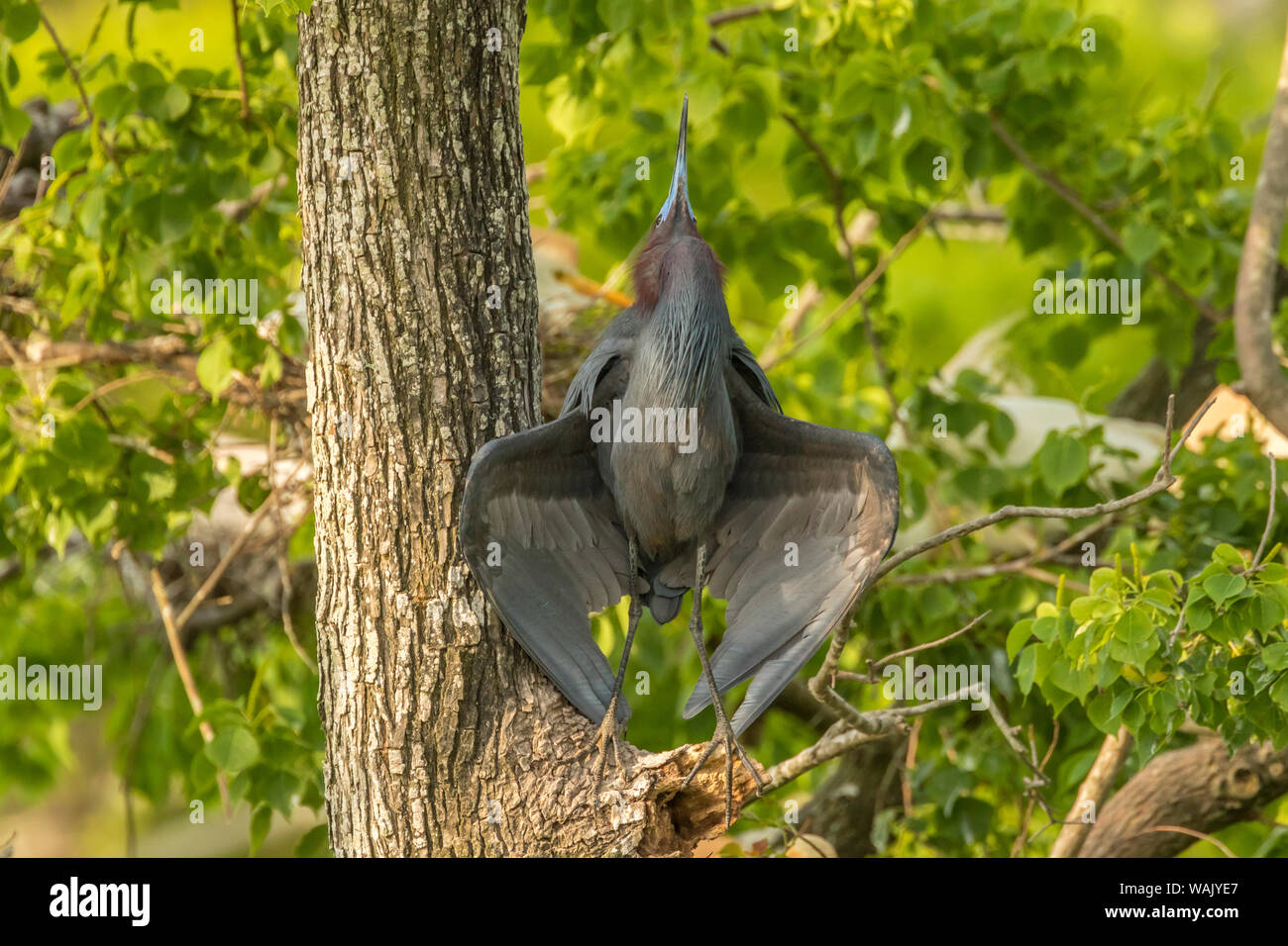 USA, Louisiana, Vermilion Parish. Little blue heron male courtship display. Credit as: Cathy and Gordon Illg / Jaynes Gallery / DanitaDelimont.com Stock Photo